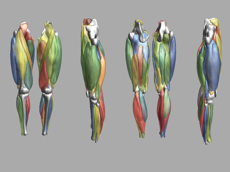 3D render of automated muscle segmentation labels generated using a CNN UNET.